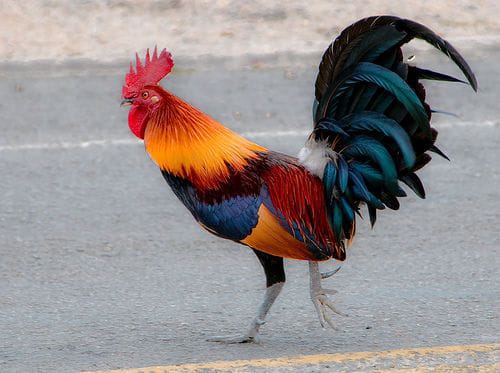 ஒரிஜினல் நாட்டுக்கோழி